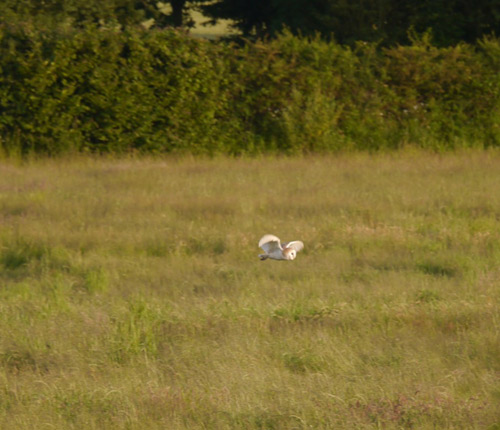 Barn owl over the meadows