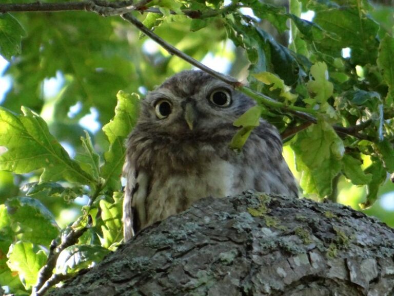 This Years Baby Little Owl