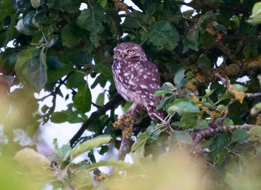Little Owl