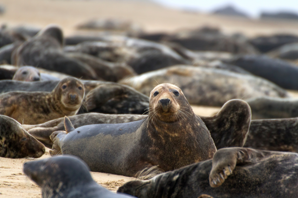 Seals at Blakeney Point