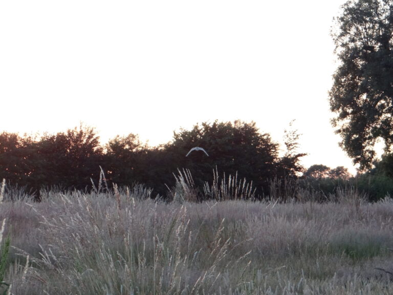 Sunday’s Special Guests – barn owl and a baby hedgehog who is going to be raised by a friend as it is so small.