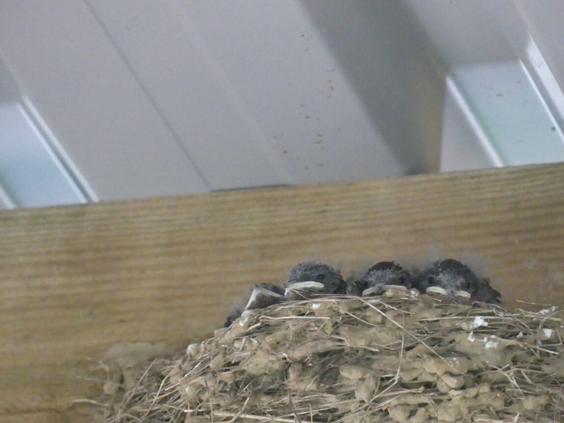 Swallows