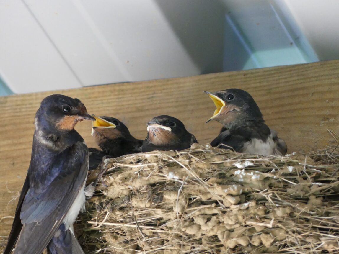 Swallows