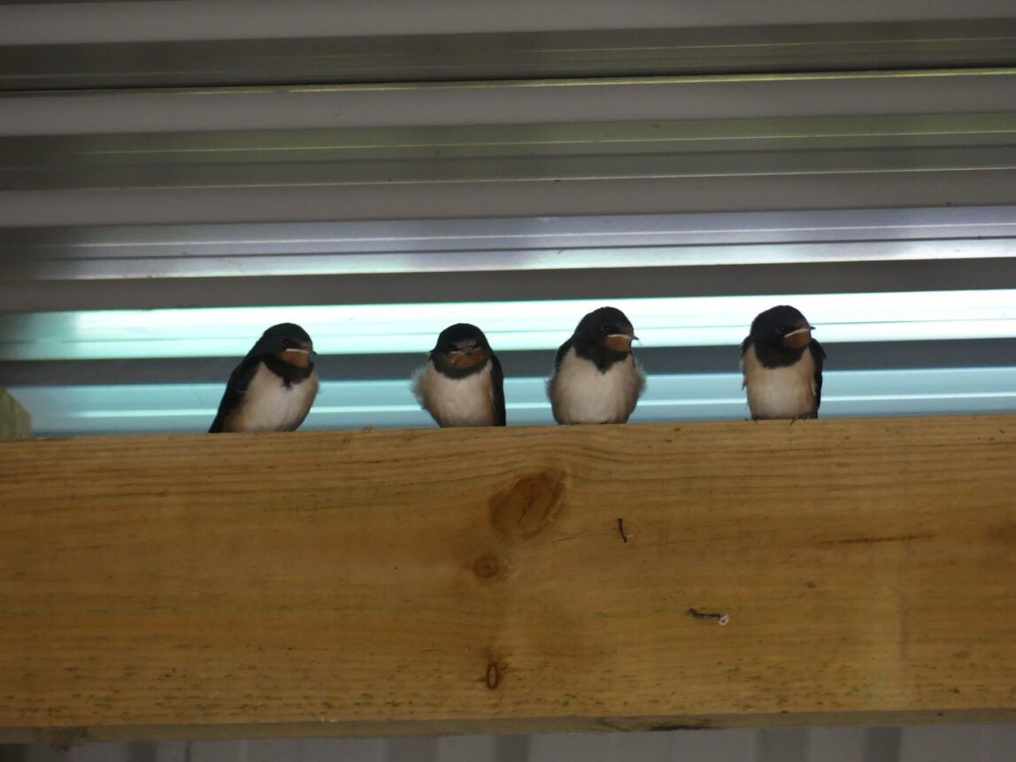 Swallows